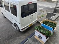 若谷農園さんから小松菜が納品されました