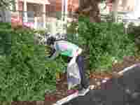 植え込みの中もきれいにしてくださいます